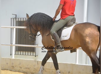 PRE Mix, Hengst, 5 Jaar, 163 cm, Buckskin