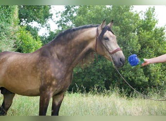 PRE Mix, Hengst, 5 Jaar, 163 cm, Falbe