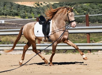 PRE, Hengst, 5 Jaar, 163 cm, Pearl