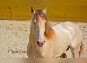 PRE, Hengst, 5 Jaar, 163 cm, Perlino