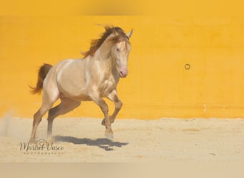 PRE, Hengst, 5 Jaar, 163 cm, Perlino