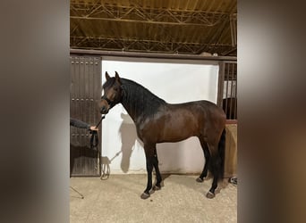 PRE Mix, Hengst, 5 Jaar, 163 cm, Roodbruin