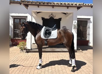 PRE, Hengst, 5 Jaar, 163 cm, Roodbruin