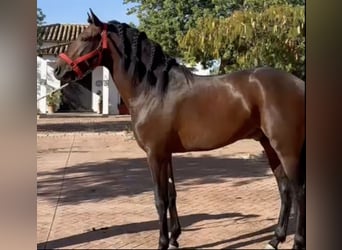 PRE Mix, Hengst, 5 Jaar, 163 cm, Roodbruin