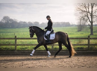 PRE Mix, Hengst, 5 Jaar, 163 cm, Schimmel