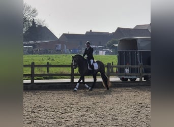PRE Mix, Hengst, 5 Jaar, 163 cm, Schimmel