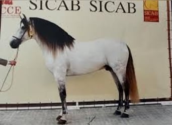 PRE Mix, Hengst, 5 Jaar, 163 cm, Schimmel