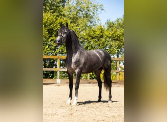 PRE Mix, Hengst, 5 Jaar, 163 cm, Schimmel