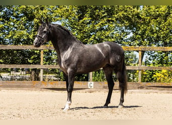 PRE Mix, Hengst, 5 Jaar, 163 cm, Schimmel