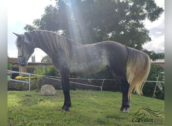 PRE Mix, Hengst, 5 Jaar, 163 cm, Schimmel