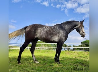 PRE Mix, Hengst, 5 Jaar, 163 cm, Schimmel