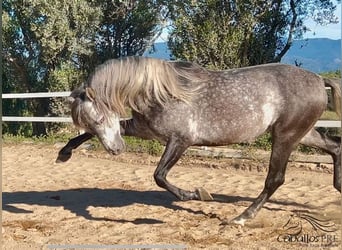 PRE, Hengst, 5 Jaar, 163 cm, Schimmel