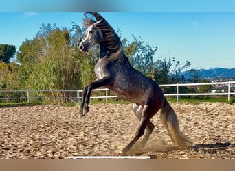 PRE, Hengst, 5 Jaar, 163 cm, Schimmel