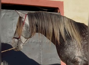 PRE, Hengst, 5 Jaar, 163 cm, Schimmel