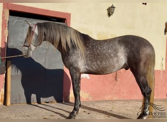 PRE, Hengst, 5 Jaar, 163 cm, Schimmel