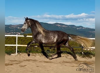 PRE, Hengst, 5 Jaar, 163 cm, Schimmel