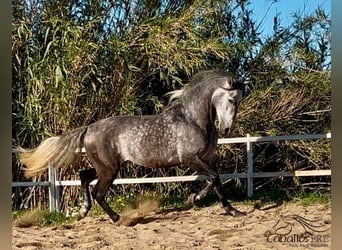 PRE, Hengst, 5 Jaar, 163 cm, Schimmel