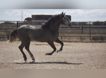 PRE Mix, Hengst, 5 Jaar, 164 cm, Blauwschimmel