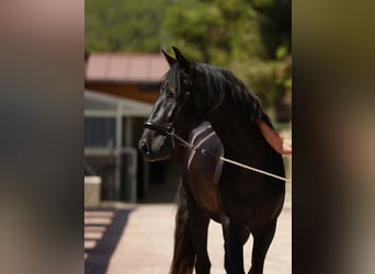 PRE, Hengst, 5 Jaar, 164 cm, Bruin