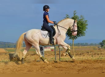 PRE Mix, Hengst, 5 Jaar, 164 cm, Perlino