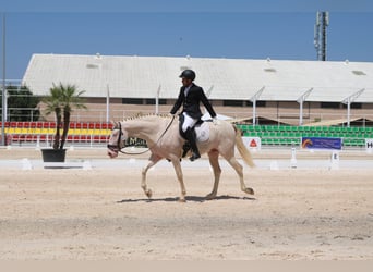 PRE Mix, Hengst, 5 Jaar, 164 cm, Perlino