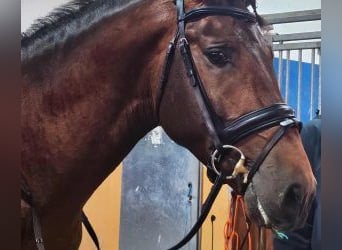 PRE Mix, Hengst, 5 Jaar, 164 cm, Roodbruin