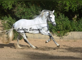 PRE Mix, Hengst, 5 Jaar, 164 cm, Schimmel