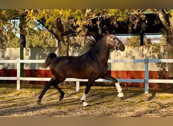 PRE, Hengst, 5 Jaar, 164 cm, Schimmel