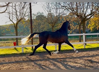 PRE, Hengst, 5 Jaar, 164 cm, Schimmel