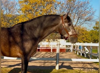 PRE, Hengst, 5 Jaar, 164 cm, Schimmel