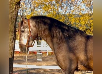 PRE, Hengst, 5 Jaar, 164 cm, Schimmel