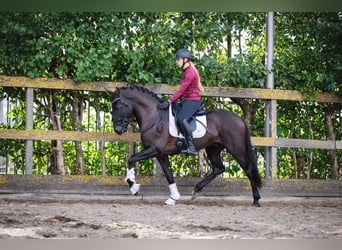 PRE, Hengst, 5 Jaar, 164 cm, Zwart
