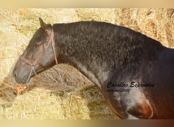 PRE, Hengst, 5 Jaar, 164 cm, Zwartbruin