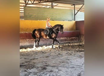 PRE, Hengst, 5 Jaar, 164 cm, Zwartbruin