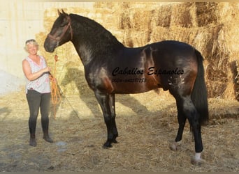 PRE, Hengst, 5 Jaar, 164 cm, Zwartbruin