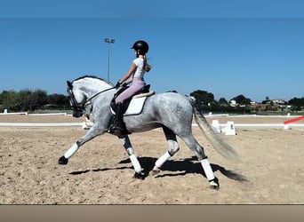 PRE Mix, Hengst, 5 Jaar, 165 cm, Appelschimmel
