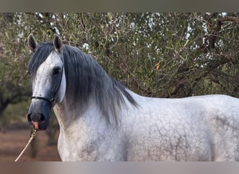 PRE Mix, Hengst, 5 Jaar, 165 cm, Appelschimmel