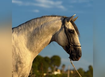 PRE Mix, Hengst, 5 Jaar, 165 cm, Appelschimmel