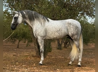 PRE Mix, Hengst, 5 Jaar, 165 cm, Appelschimmel