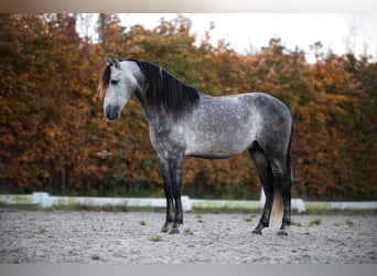 PRE Mix, Hengst, 5 Jaar, 165 cm, Blauwschimmel