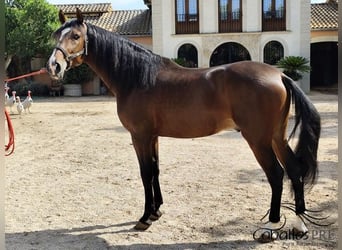 PRE Mix, Hengst, 5 Jaar, 165 cm, Bruin