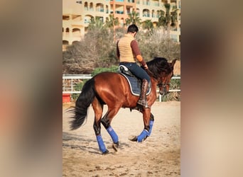 PRE Mix, Hengst, 5 Jaar, 165 cm, Bruin