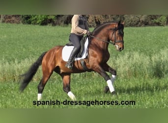 PRE Mix, Hengst, 5 Jaar, 165 cm, Bruin