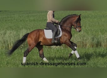 PRE Mix, Hengst, 5 Jaar, 165 cm, Bruin