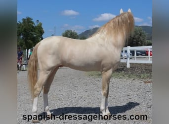 PRE Mix, Hengst, 5 Jaar, 165 cm, Cremello
