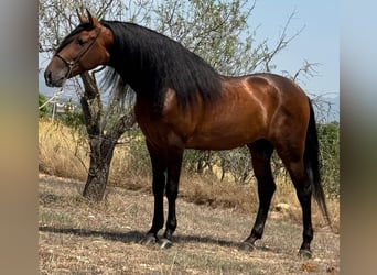 PRE Mix, Hengst, 5 Jaar, 165 cm, Donkerbruin