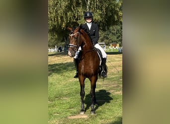 PRE Mix, Hengst, 5 Jaar, 165 cm, Donkerbruin