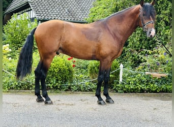 PRE Mix, Hengst, 5 Jaar, 165 cm, Donkerbruin