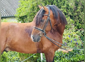 PRE Mix, Hengst, 5 Jaar, 165 cm, Donkerbruin