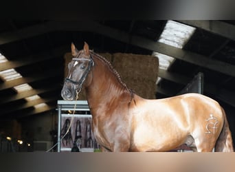 PRE Mix, Hengst, 5 Jaar, 165 cm, Donkere-vos